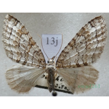 Nothocasis sertata (Hübner, 1817) Płatynka jaworówka Czech13j